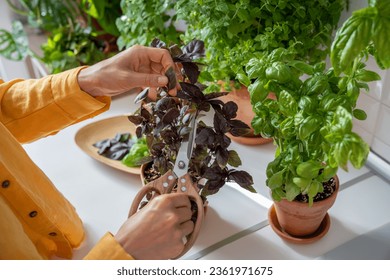 Woman growing herbs in pots cutting purple basil leaves on kitchen for cooking at home, hands close-up. Female cook takes fresh eco plant to prepare food. House planting, gardening, culinary concept. - Powered by Shutterstock