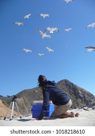 Woman Guarding Picnic Food From Seagulls Flying Around Overhead At Pfeiffer Beach Near Big Sur, California