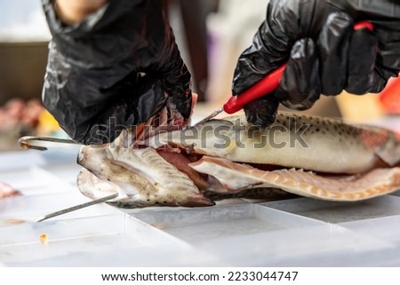 A woman guts a rainbow trout fish, removes the gills, preparing for hot smoking