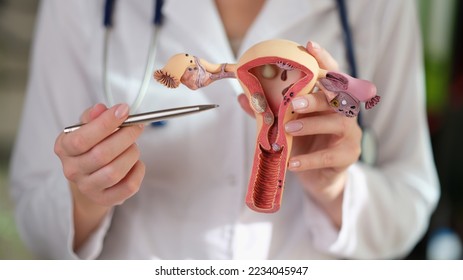 Woman gynecologist demonstrating model of female reproductive system in medical clinic. Gynecological care and healthy female reproductive system concept.