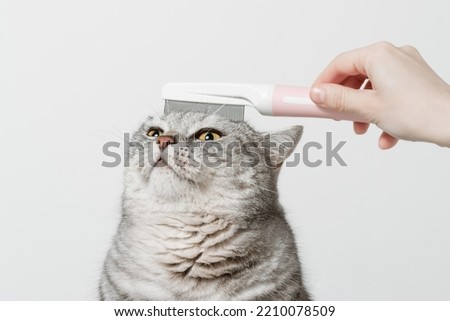 Woman hand brushing cat with the comb, cat grooming