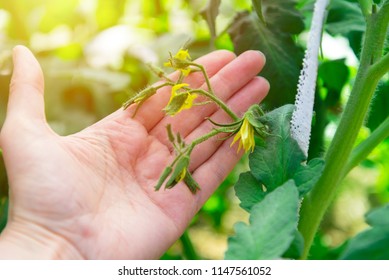 Woman hand care of tomato flowers  - Shutterstock ID 1147561052
