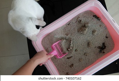 Woman Hand Cleaning Cat Litter Box. 