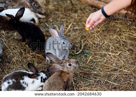 Woman hand feed with cucumber close up gray brown baby rabbits 3 month old isolated on a coffee cafe background for children to feed animals. Human and pets relationships concept.