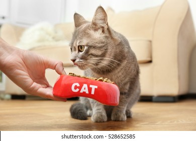 Woman Hand Feeding Cat At Home