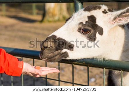 Similar – Little baby cow feeding from milk bottle.