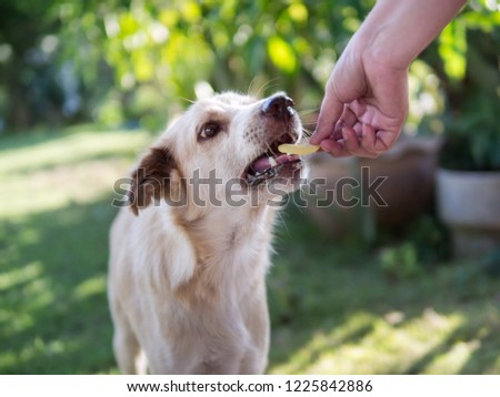 Woman hand, feeding Stray dog, vagrant dog, homeless dog in park.
