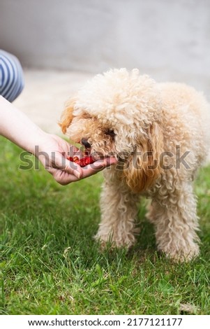 A woman hand feeds strawberries to a fluffy toy poodle puppy on the lawn - a sweet vitamin treat
