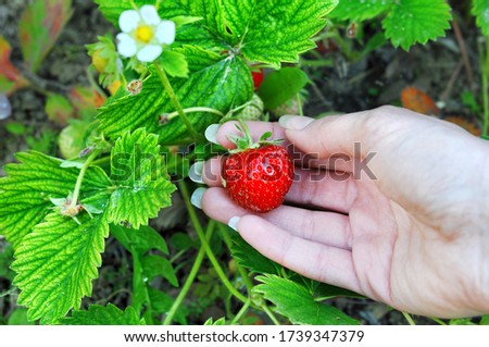 Woman hand with  fresh strawberries collected in the garden. Fresh organic strawberries growing on the field.Close up, selective focus