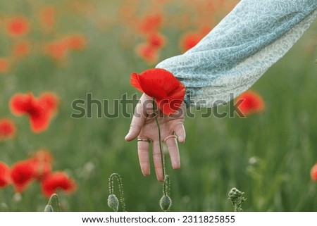 Woman hand gathering poppy in field in evening summer countryside, close up. Atmospheric moment. Young female picking wildflowers in meadow. Rural simple life