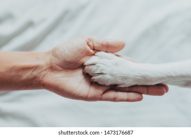 Woman Hand Is Gently Holding A Dog Paw. Train Dog To Shake Paws. Home Leisure. Love Concept.