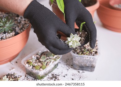 A woman hand gently holds a small echeveria plant in a decorative pot, adding greenery to her modern home. Indoor gardening brings joy and a touch of nature to daily life - Powered by Shutterstock