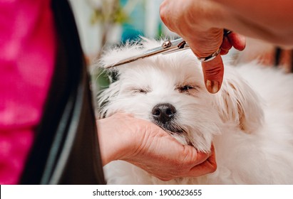 Woman Hand Grooming Maltese Dog