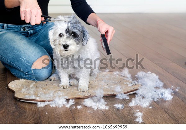 Woman Hand Grooming White Havanese Dog Stock Photo Edit Now