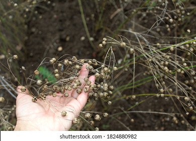 Woman hand hold ripe dry flax seed pods, linseed plant in autumn.