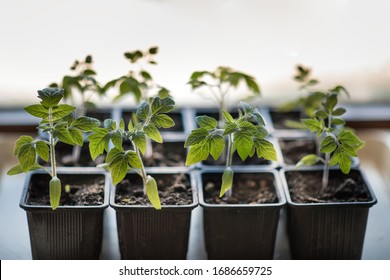 Woman hand hold a seedling of tomato which is in the plastic pot. Gardening of young plant. - Shutterstock ID 1686659725