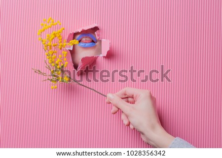 Woman hand hold yellow mimosa flower on pink paper background, mouth with tongue and lips with blue lipstick showing through paper tear. minimal festive spring flower concept. Punchy pastel flowers 