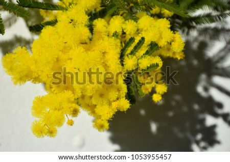 Woman hand hold yellow mimosa flower on white paper background