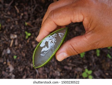 Woman Hand Holding Aloe Vera Plant. Natural Aloe Vera. Succulent Plant. 