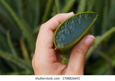 Woman Hand Holding Aloe Vera Plant. Natural Aloe Vera. Succulent Plant.