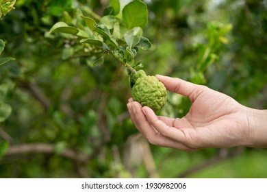 Woman Hand Holding Bergamot On Tree