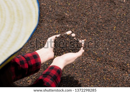 Woman hand holding black pepper grains on pepper seeds background.Agriculture Asian woman with pepper corn on hand and background.Dry the whole shell to get black pepper.Thailand