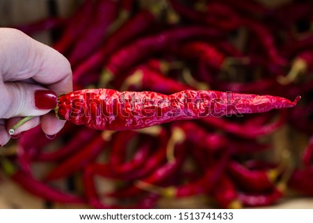 Woman hand holding dried red chilly pepper. Spicy food concept. Close up, copy space.