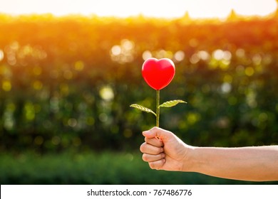 Woman Hand Holding A Flower Of Heart On Sunlight In The Public Park, For Give Supporting When People Get Who Lack Of Desire With Love Concept.