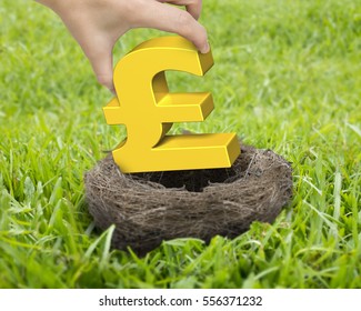 Woman Hand Holding Golden Pound Sterling Symbol In Nest On The Meadow.