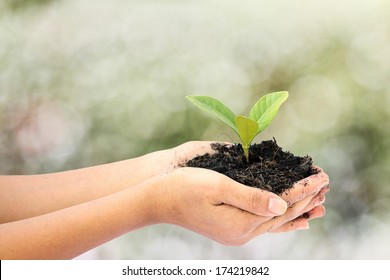 Woman Hand Holding A Little Green Tree Plant,isolate On White Background