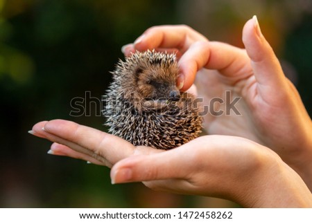 A woman hand holding a little hedgehog