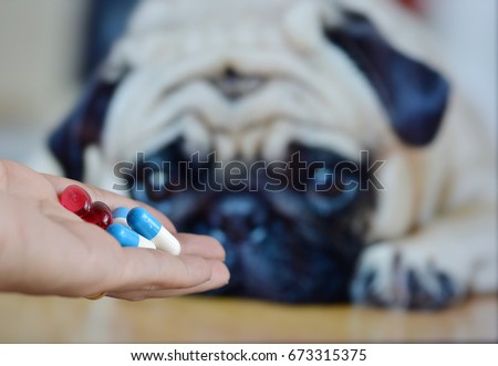 Woman hand holding pills and medicines with focus on the dog Pug blurred background.  ideas, concepts,Some dog breeds do not like to take medicine when sick