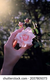 A Woman Hand Is Holding Pink Rose At The Garden. Holding Flower In Hands In The Sunlight.