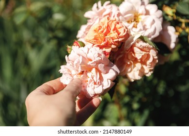 Woman hand holding pink rose flowers in rockery in summer time. Gardener worker cares about flowers in flower garden. Floriculture hobby and flower planting cultivating concept