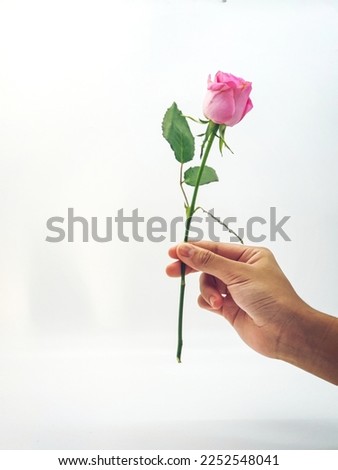 Woman hand holding a pink rose on white background. Isolated 