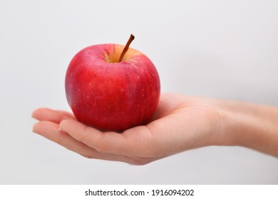 Woman Hand Holding Red Apple Isolated On White Background. 