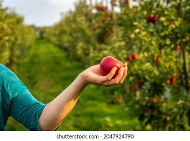 Woman Hand Holding A Ripe, Red Apple In The Apple Tree Orchard