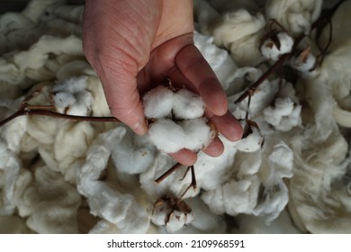 Woman Hand Holding The Soft Pile Of Cotton Branch And Raw Material. Natural White Background.