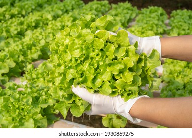 Woman Hand Holding Vegetables In The Smart Greenhouse Vertical Plant Of Hydroponics Farm For Background ,Organic Fresh Harvested Vegetables; Field Of Cultivation Farming Salad Plant Farm For Health.