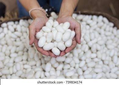 Woman Hand Holding White Silk Cocoon