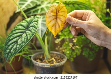 Woman hand holding a yellow leaf of Alocasia Dragon Scale. It is normal to drop old leaves when it grows a new one - Shutterstock ID 2153227197