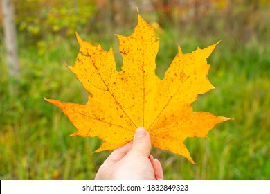 Woman Hand Holding Yellow Maple Leave