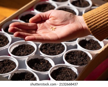 Woman hand holds seeds in hand, close up. Planting seeds. Gardening, sowing seeds in pots. Sow chili peppers. - Shutterstock ID 2132668437