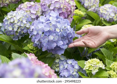 Woman hand with hydrangea flowers in a garden - Powered by Shutterstock