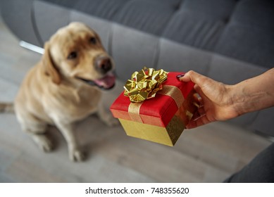 Woman Hand Making Gift For Dog