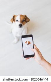 Woman Hand With Mobile Smart Phone Taking A Photo Of A Cute Small Dog Over White Background. Indoors Portrait. Happy Dog Looking At The Camera.