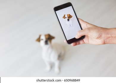 Woman Hand With Mobile Smart Phone Taking A Photo Of A Cute Small Dog Over White Background. Happy Dog Looking At The Camera. Indoors Portrait