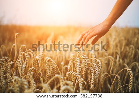 Woman hand on wheatfield