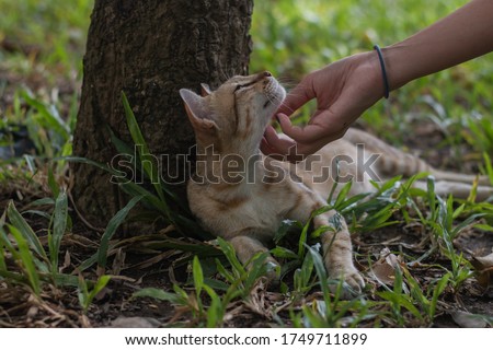 Woman hand patting Thai cat. The cat laying on grass and feeling happy.