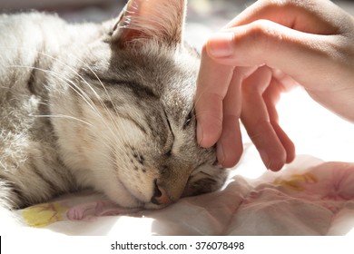 Woman Hand Petting A Cat Head In The Morning With Warm Sunlight, Love To Animals